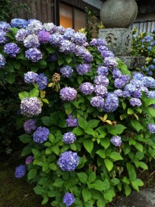 6月26日　念仏会　西光院 (3)